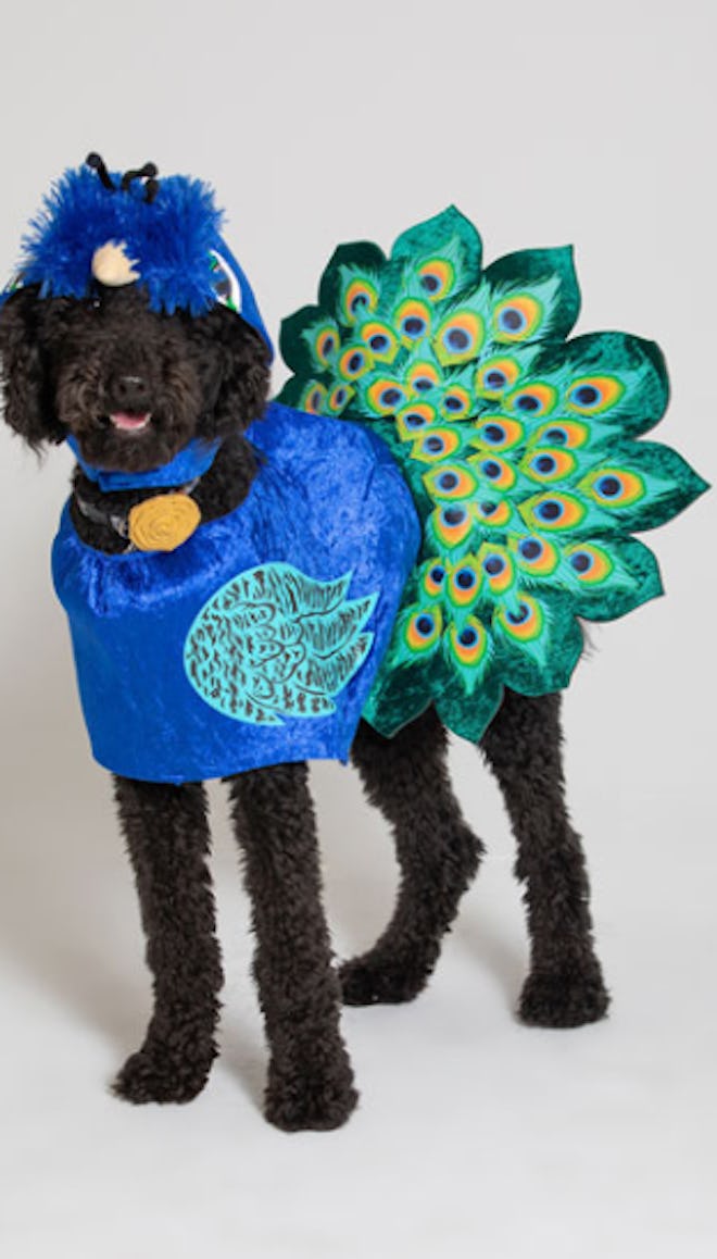 dog wearing a peacock costume