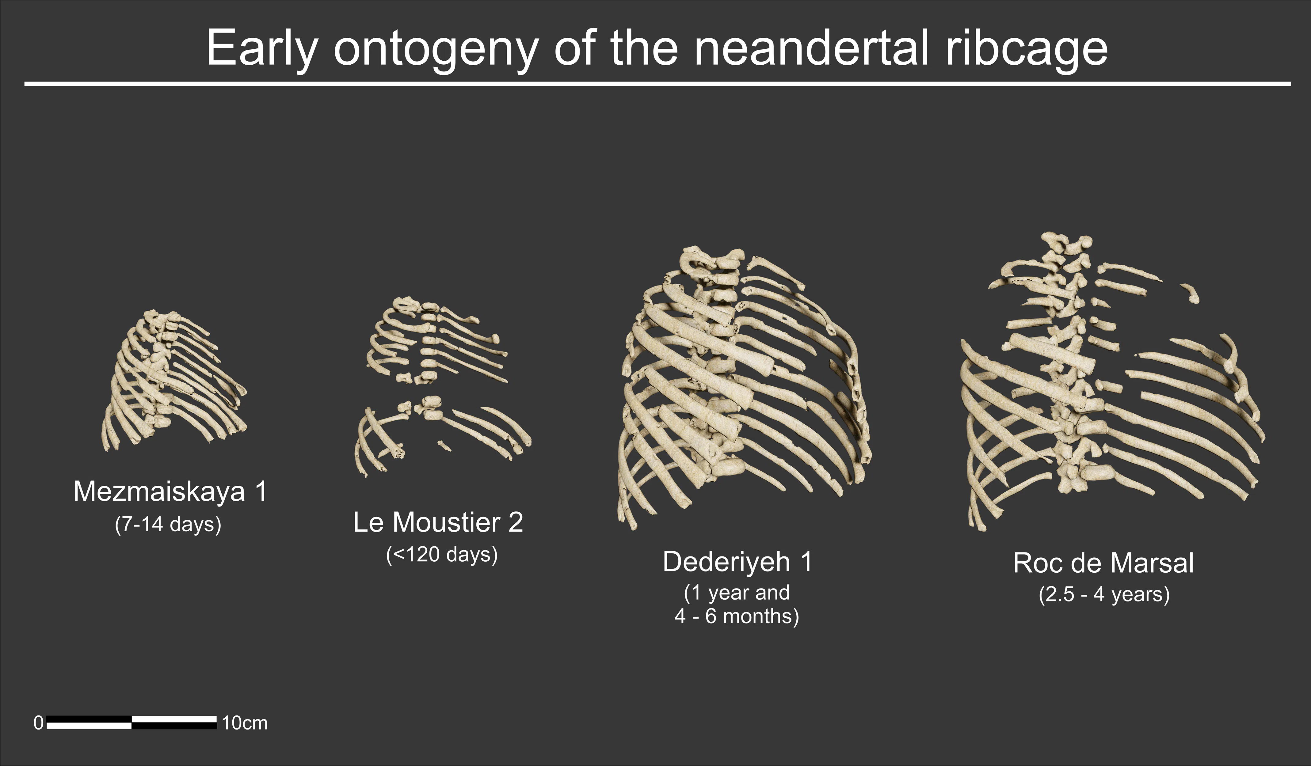 Study reveals what Neanderthal babies might've looked like