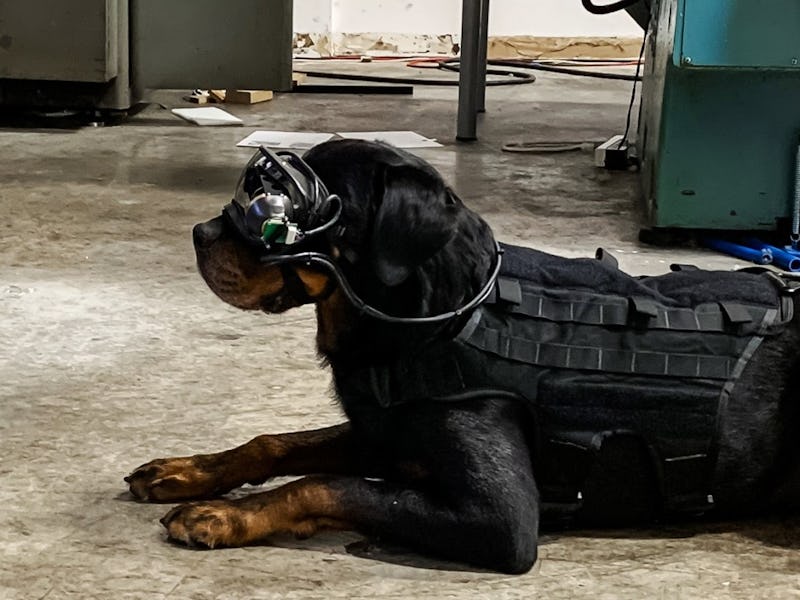 A dog is lying down and wearing an AR goggle prototype