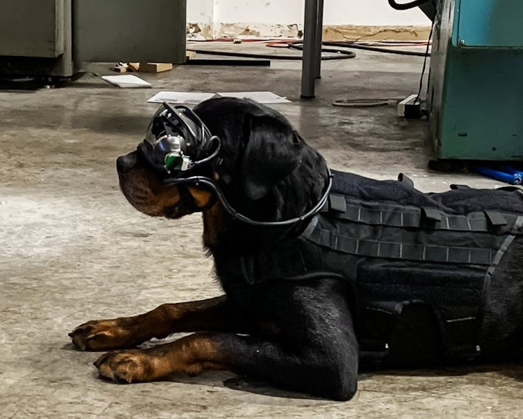 A dog is lying down and wearing an AR goggle prototype