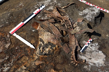 The remains of the eldest Scythian warrior woman found during the expedition, complete with her head...