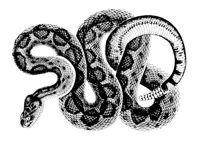 Rattlesnake