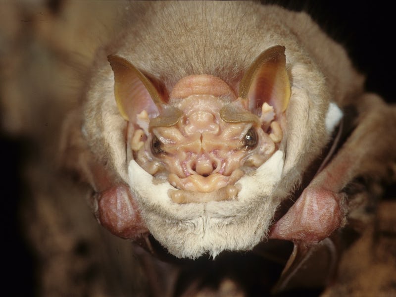 MALE C. SENEX FROM COSTA RICA