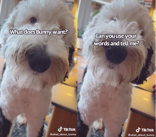 Bunny the talking dog speaking to her mom.