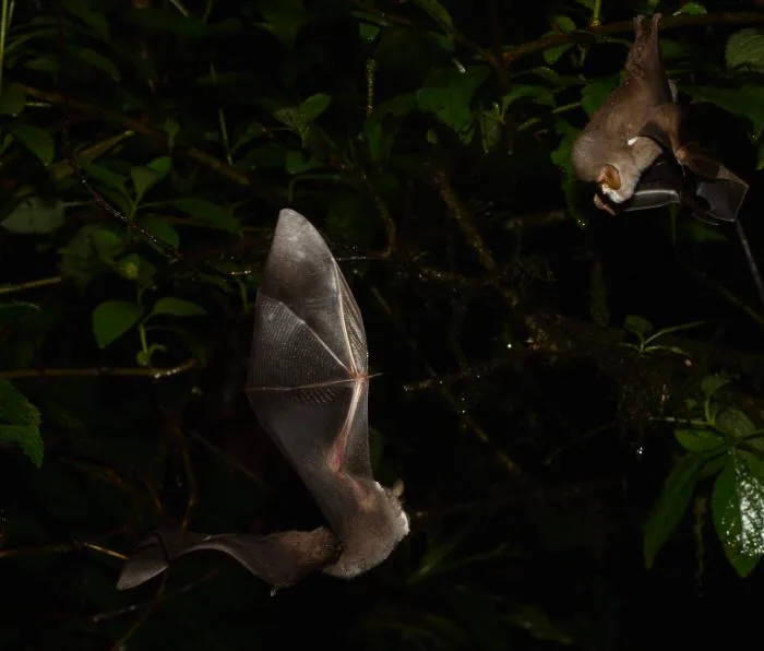 This wrinkle-faced bat uses a bizarre face mask for sex