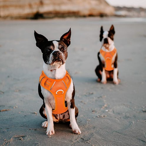 best dog harnesses for small dogs