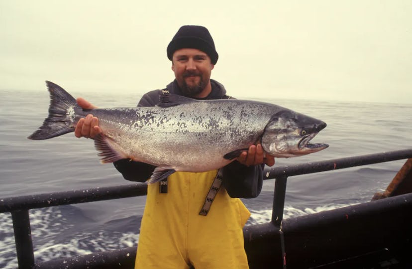 Salmon caught in the Pacific Ocean is a prize catch.