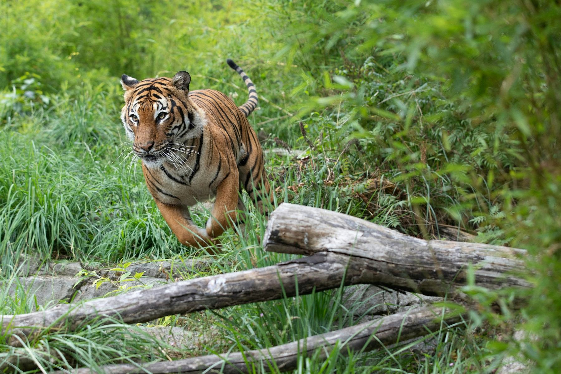 Why Is The Malayan Tiger Endangered? Two Reasons The Big Cat Is In Trouble