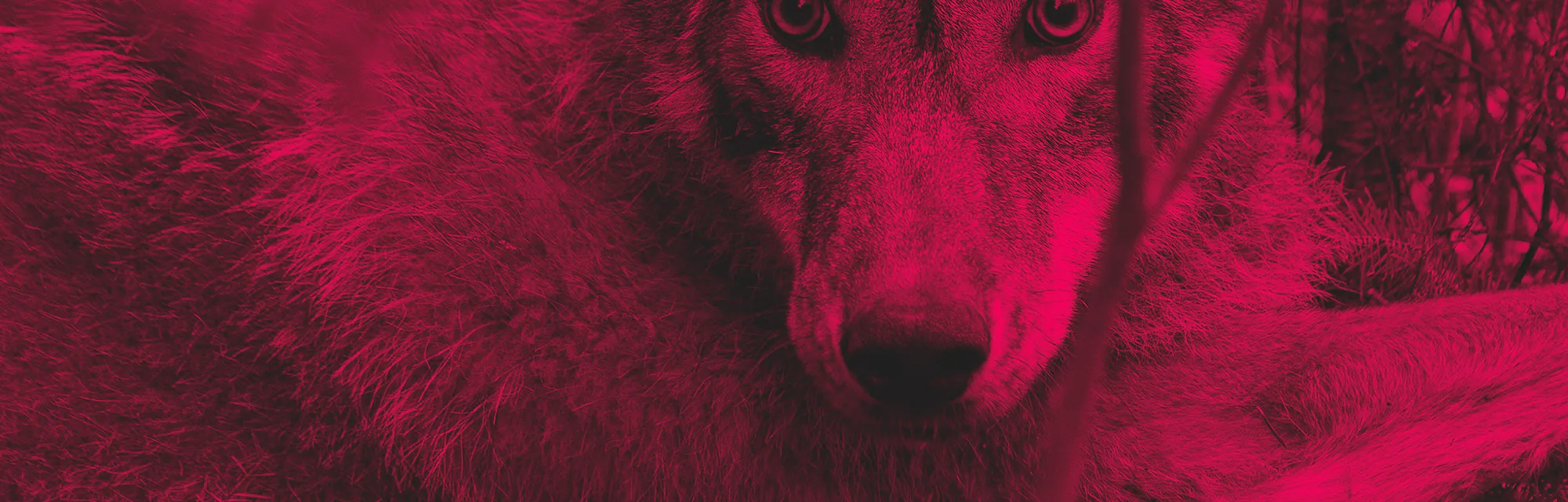 A gray wolf in the wild.