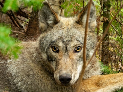 A gray wolf in the wild.