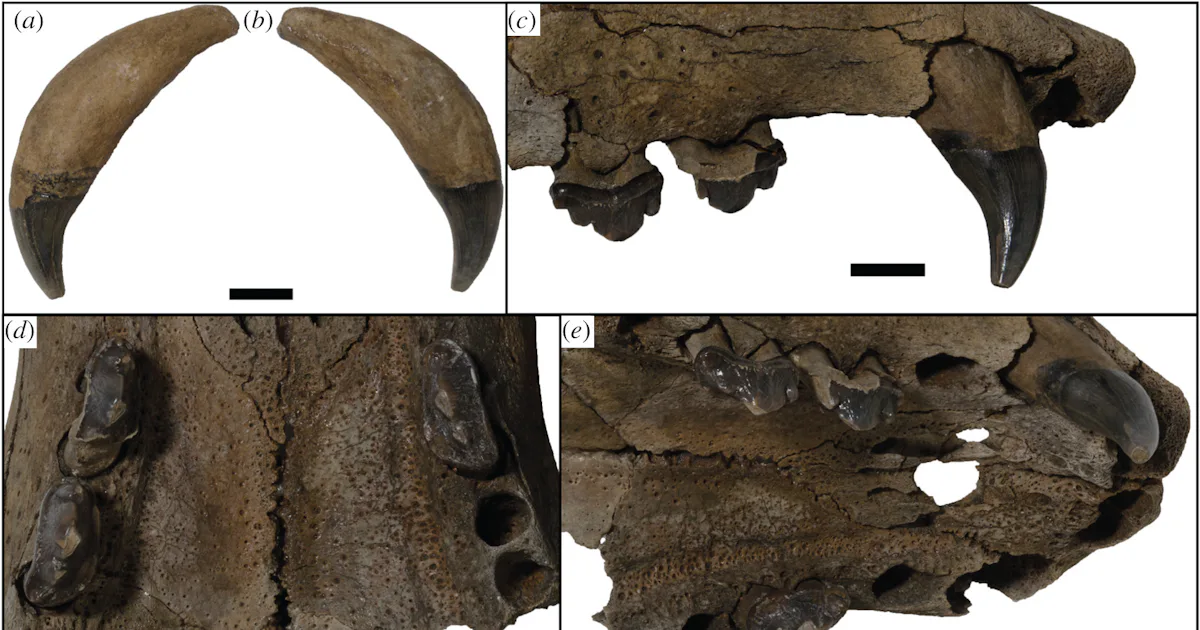 Bussel Teeth Unusual teeth reveal a new species and a twist on evolution