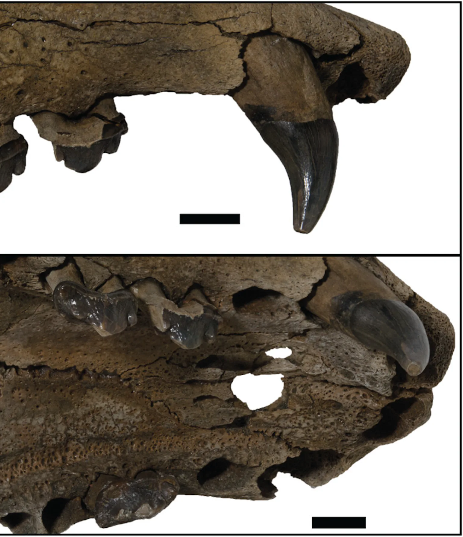 Bussel Teeth Unusual teeth reveal a new species and a twist on evolution