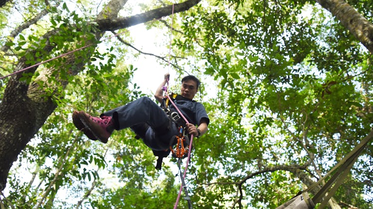 A professional tree climber building the artificial canopy in 2015. 