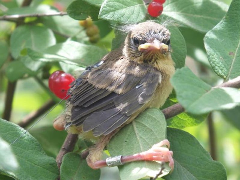 A fledgling Common Yellowthroat (Geothlypis trichas) hiding in the nearby vegetation shortly after l...