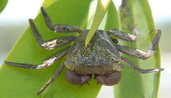 A mangrove tree crab. 
