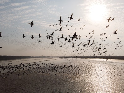 a flock of migratory birds fly over the West Dongting Lake in Changde, central China's Hunan Provinc...