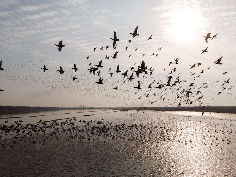 a flock of migratory birds fly over the West Dongting Lake in Changde, central China's Hunan Provinc...
