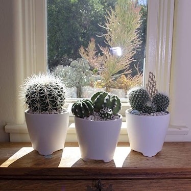 Altman Plants Assorted Live Cactus Collection (4-Pack)