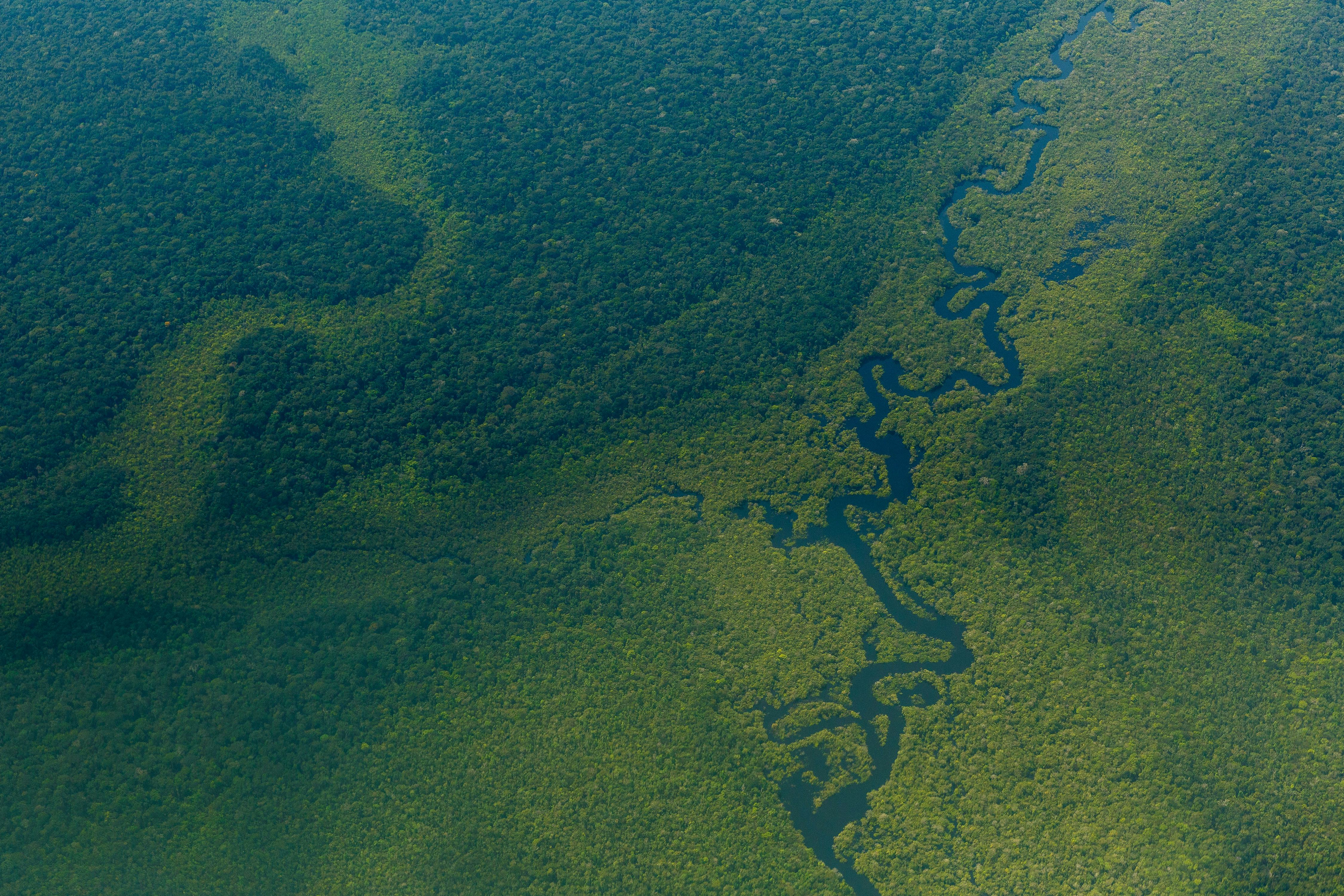 Scientists Made A Counterintuitive Discovery About The Amazon Rainforest