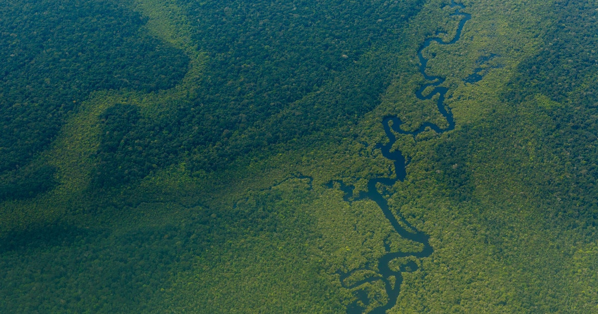 Scientists made a counterintuitive discovery about the Amazon rainforest - Inverse