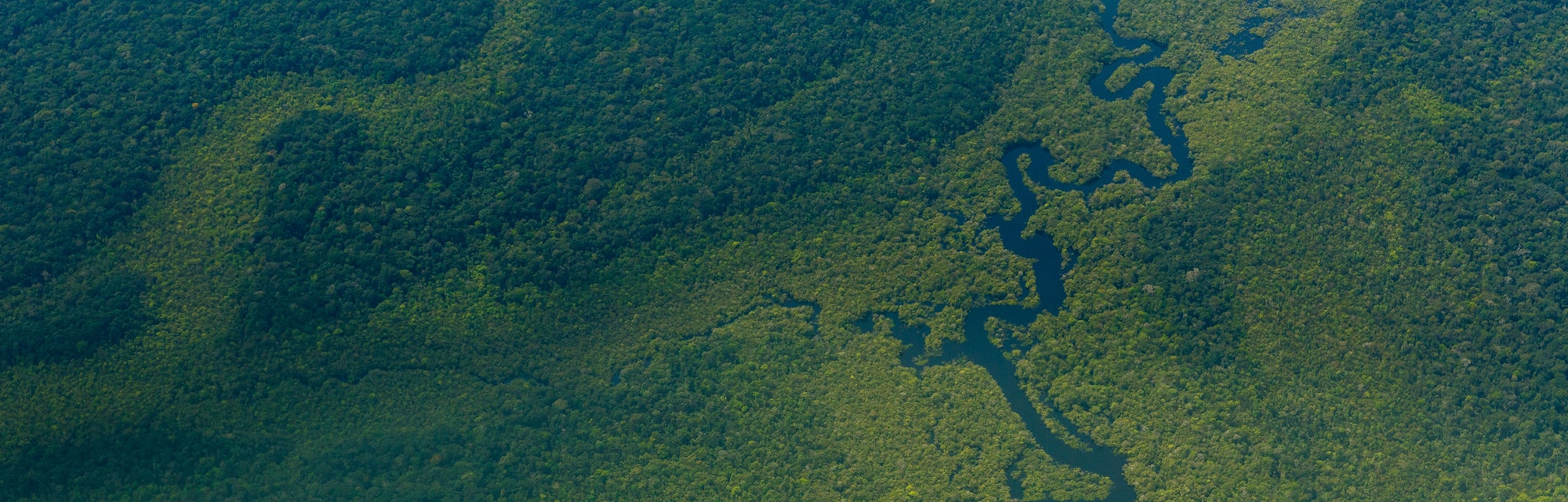 Scientists Made A Counterintuitive Discovery About The Amazon Rainforest