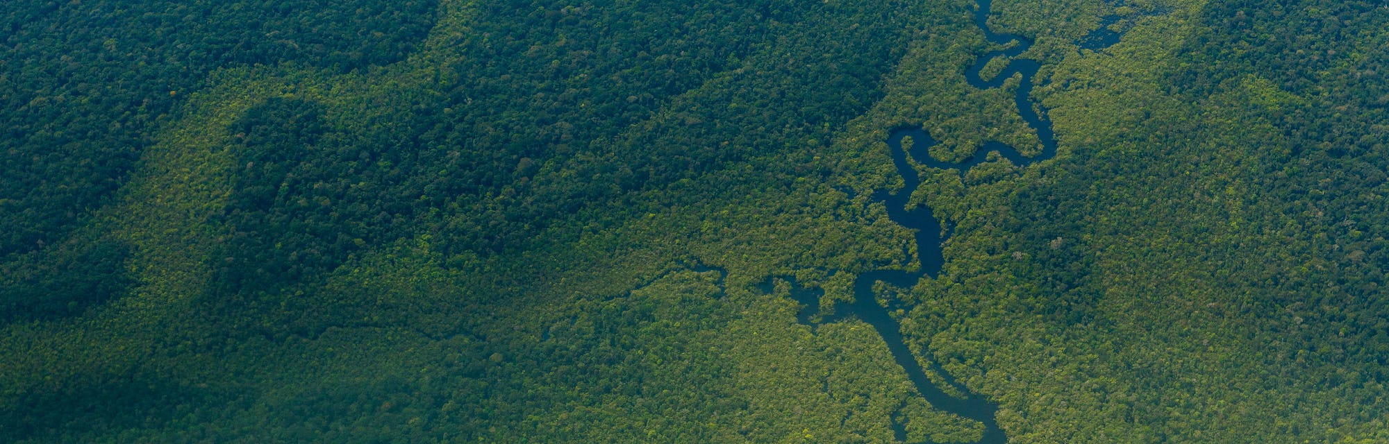 Scientists Made A Counterintuitive Discovery About The Amazon Rainforest Scientists Made A Counterintuitive Discovery About The Amazon Rainforest