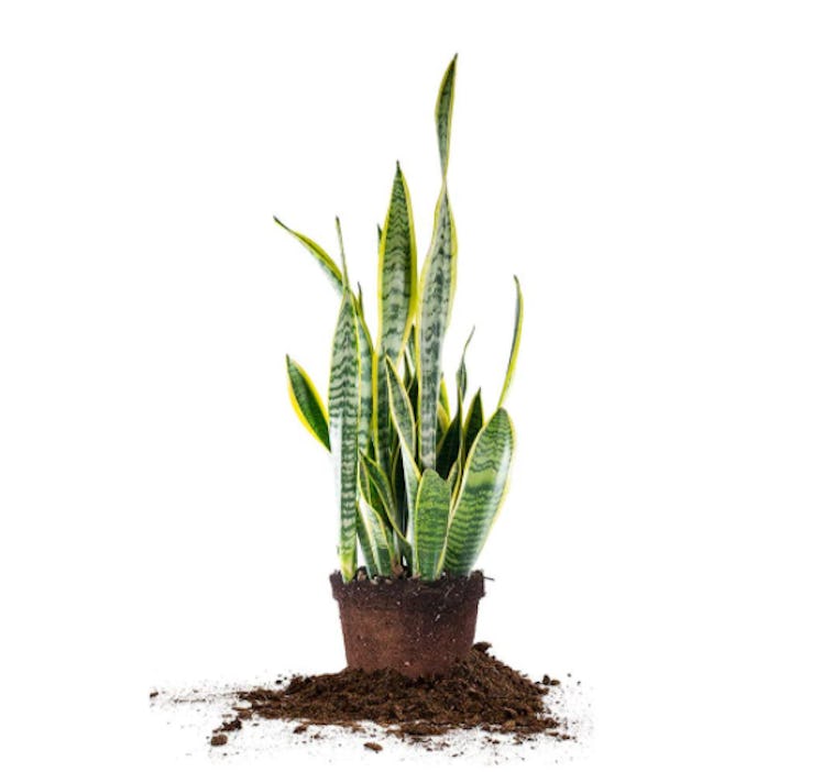 Perfect Plants Snake Plant