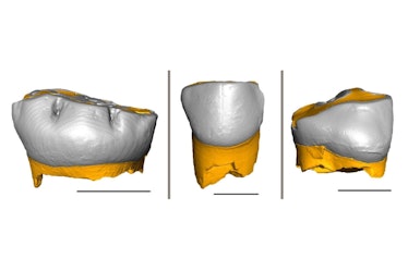 Neanderthal baby teeth 3D