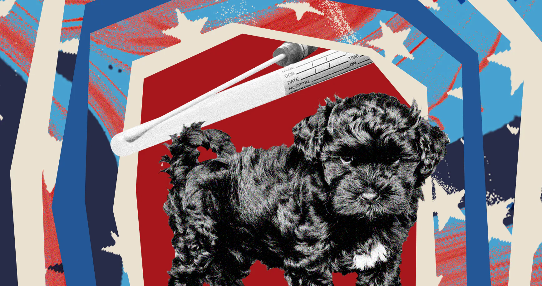 What My Dog's DNA Test Taught Me About White Supremacy