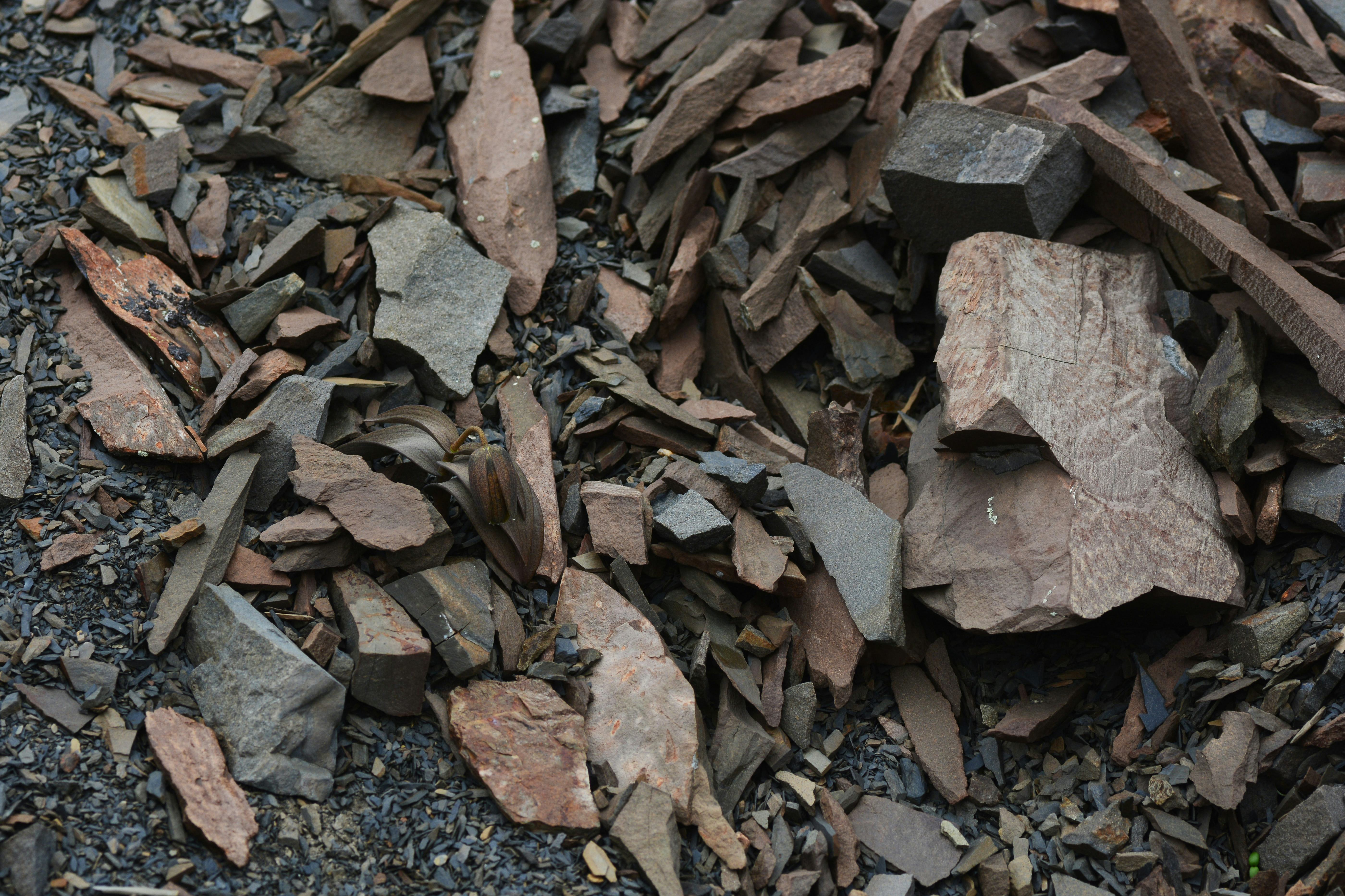 Chinese herb camouflaged against rocks