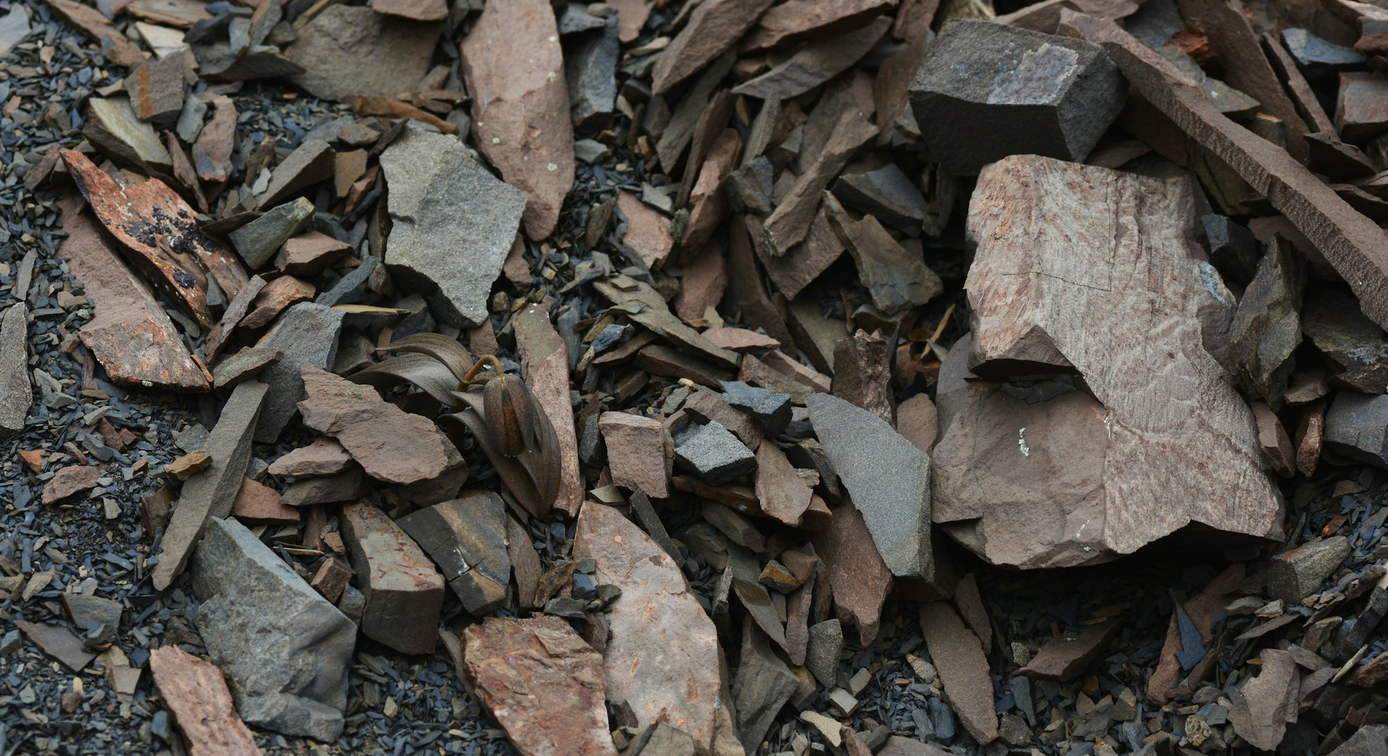Chinese herb camouflaged against rocks