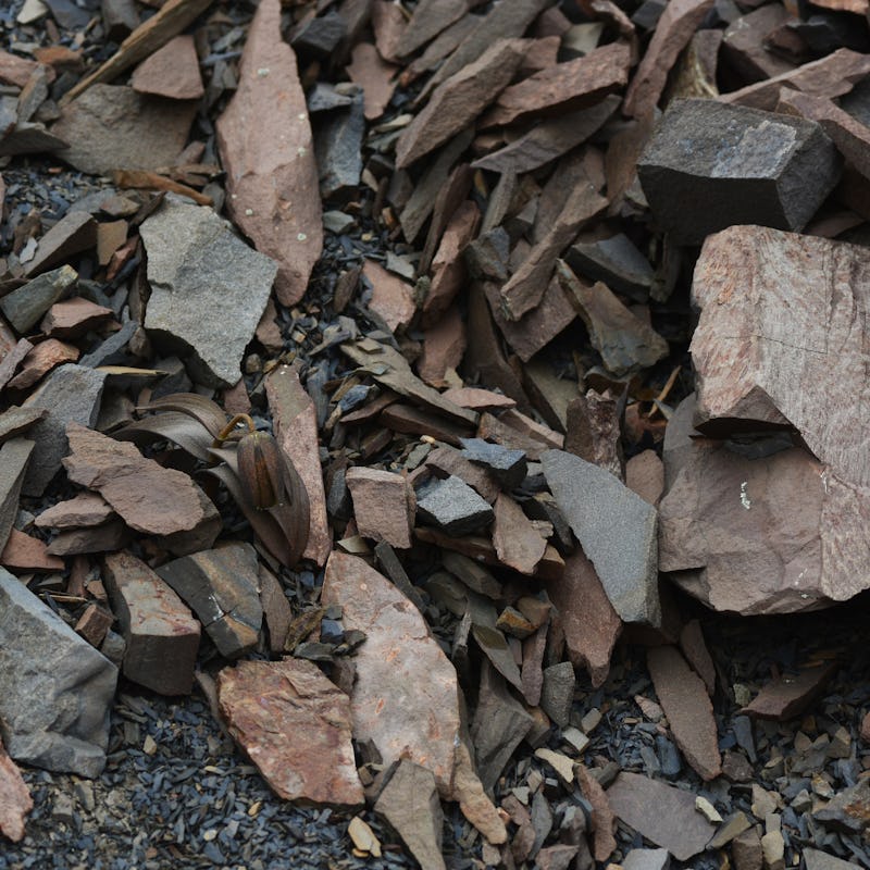 Chinese herb camouflaged against rocks