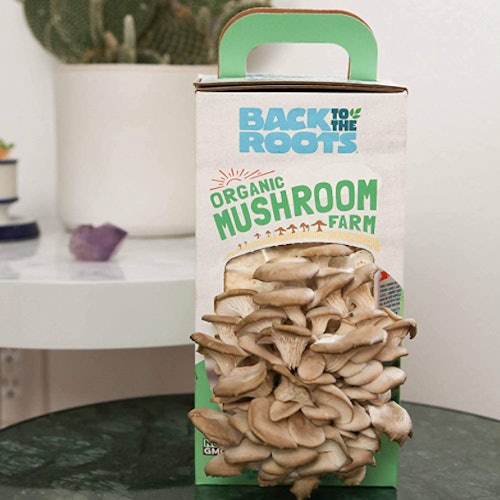 Back to the Roots Organic Mushroom Growing Kit