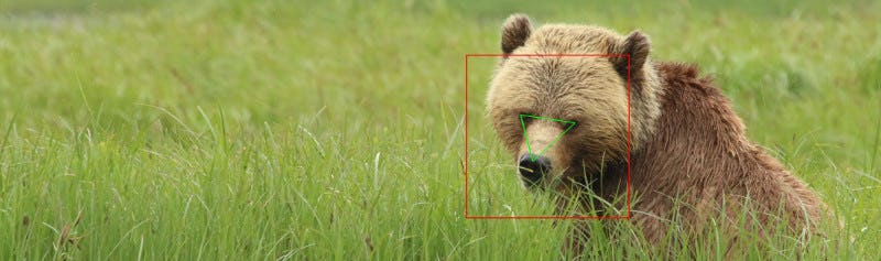 Conservation And Livestock Tracking Could Redeem Facial Recognition