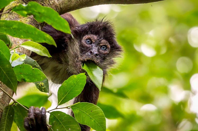 Spider monkey with blue eyes eating leaves