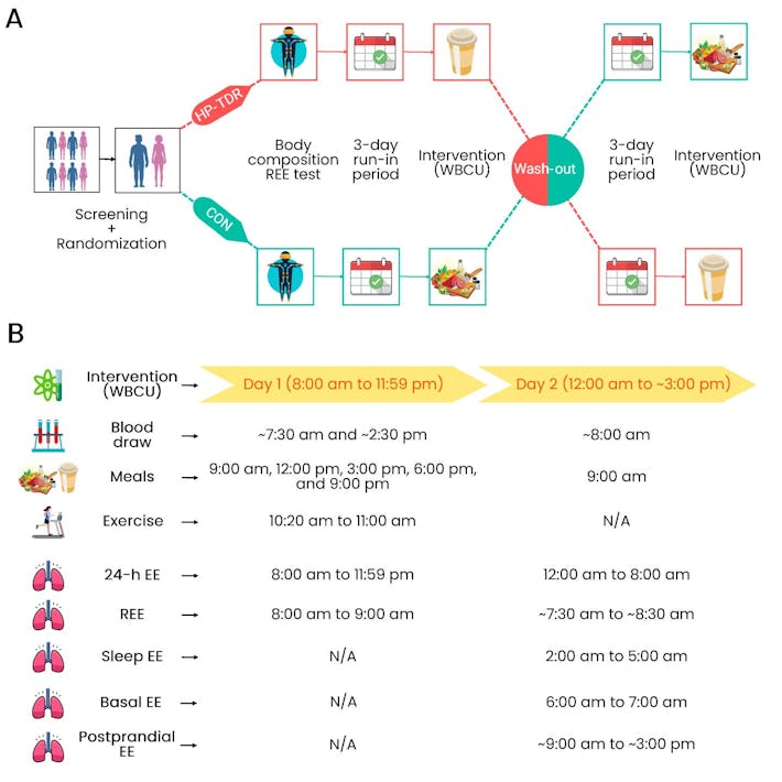 Protein study reveals a powerful effect on fatburning