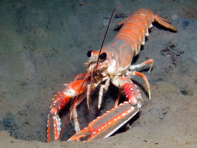 langoustine in the ocean
