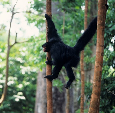 Guiana spider monkey hanging from multiple trees by limbs and tail