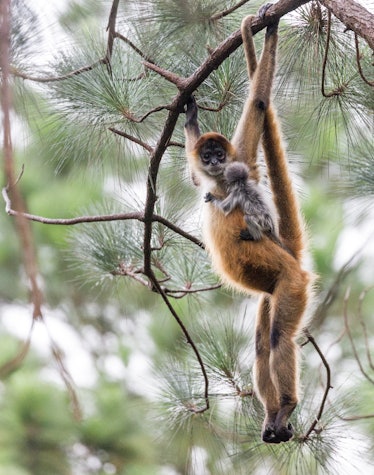 Spider monkey hanging from tree with baby
