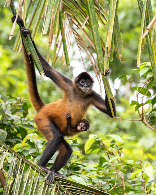Spider Monkeys: 7 facts about this incredibly intelligent creature