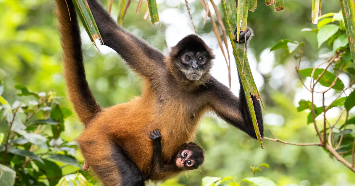 Spider Monkeys 7 Facts About This Incredibly Intelligent Creature spider-monkeys-7-facts-about-this-incredibly-intelligent-creature