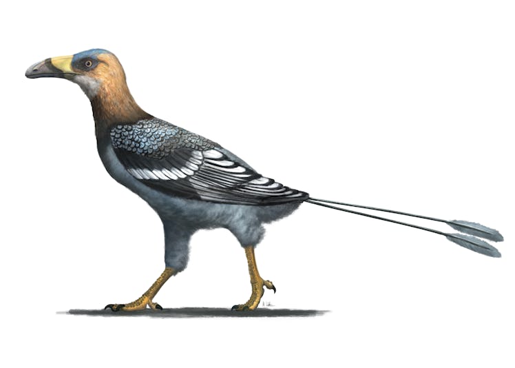fossil bird reconstruction