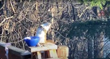 Squirrel getting drunk on pear wine