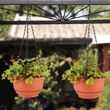 The 8 Best Hanging Planters