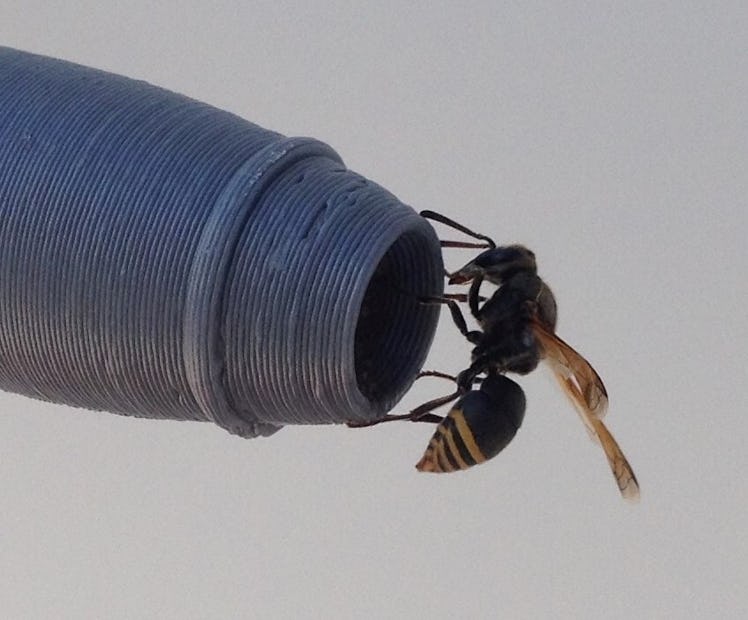 keyhole wasp