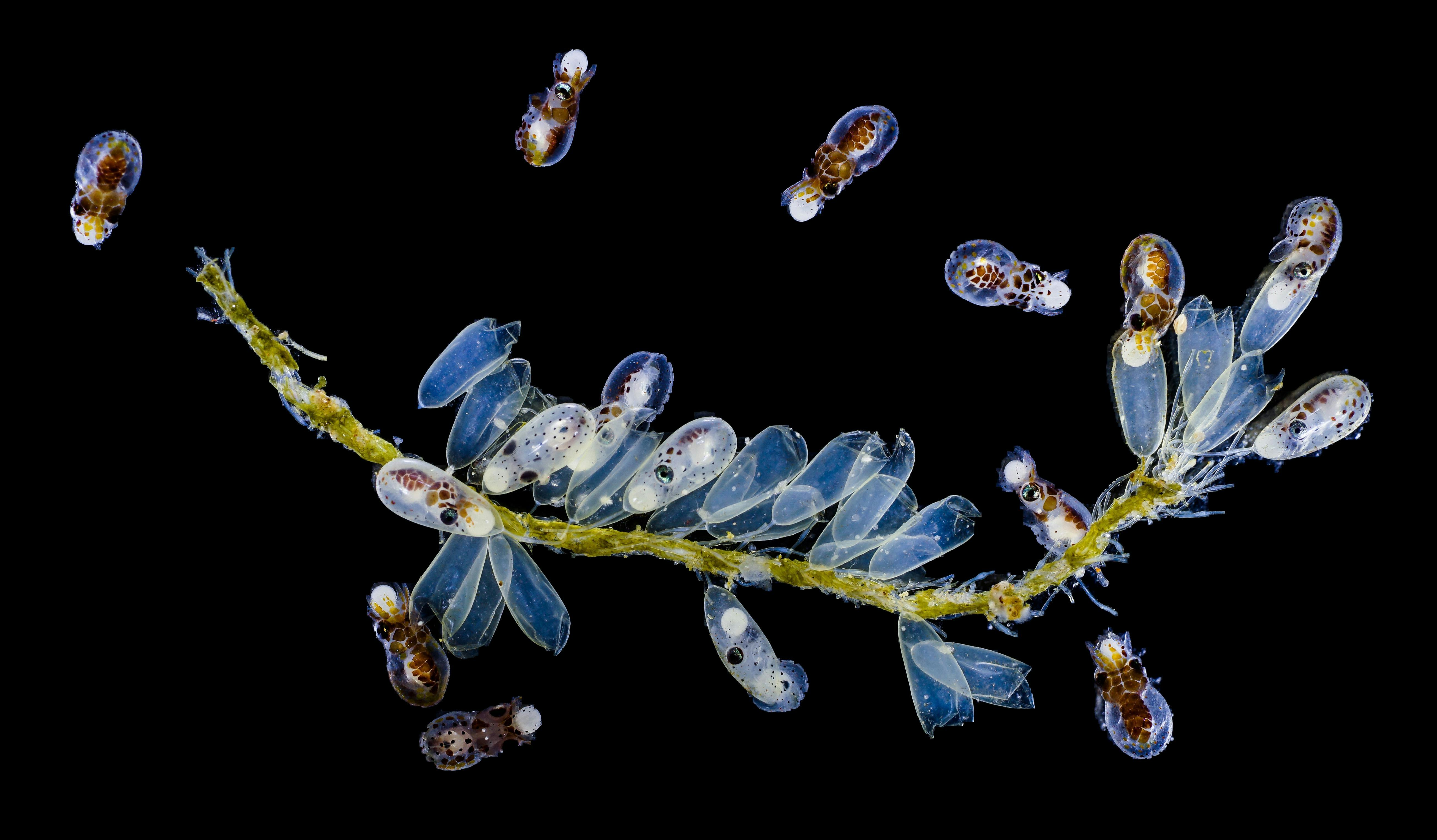 A closeup of octopus hatchlings