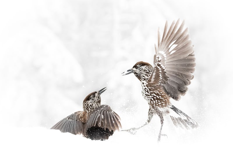 A closeup of two birds facing each other with snow around them 