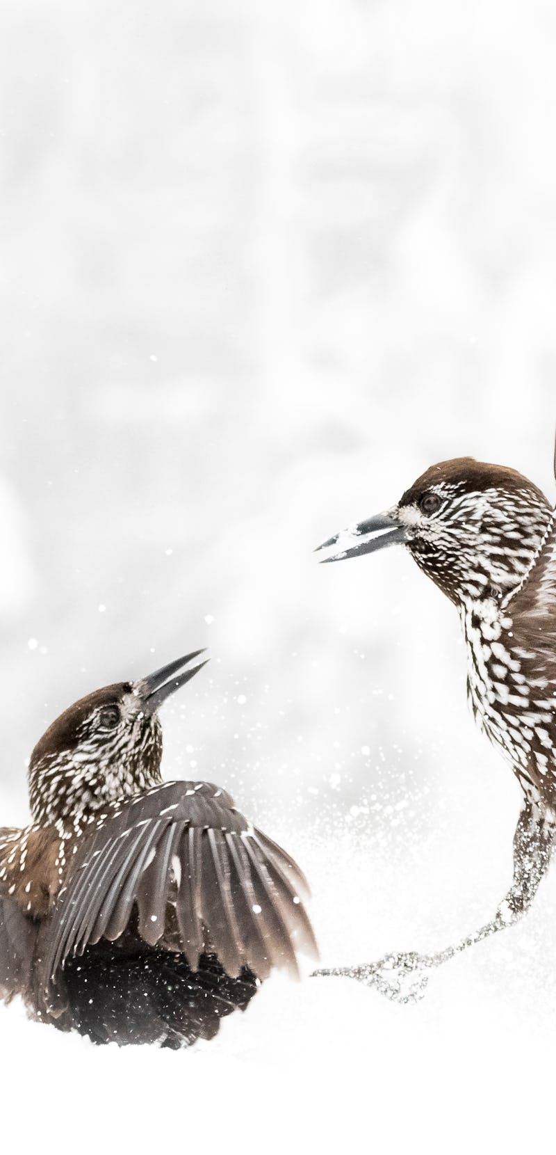 A closeup of two birds facing each other with snow around them 