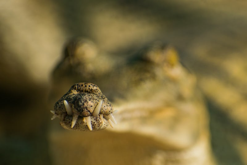 A closeup of a snake