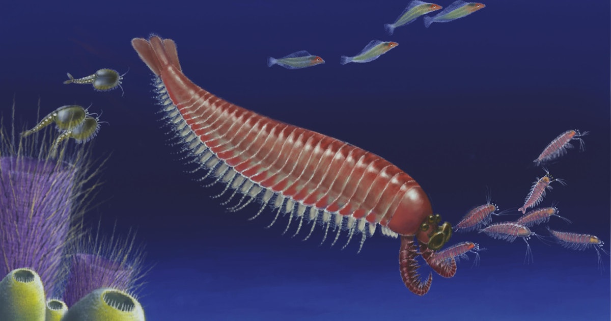 A weird, ancient shrimp has changed scientists' understanding of evolution